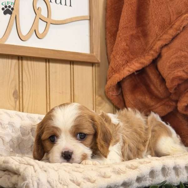 Casey, Cavalier King Charles Spaniel Puppy